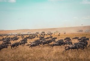 Kosher safari in Masai Mara