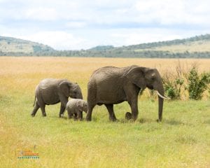 תמונה של פילים בחופשה משפחתית בקניה