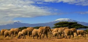 amboseli